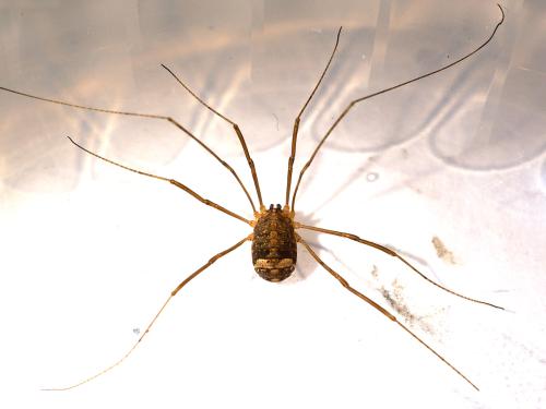 Nelima sp.